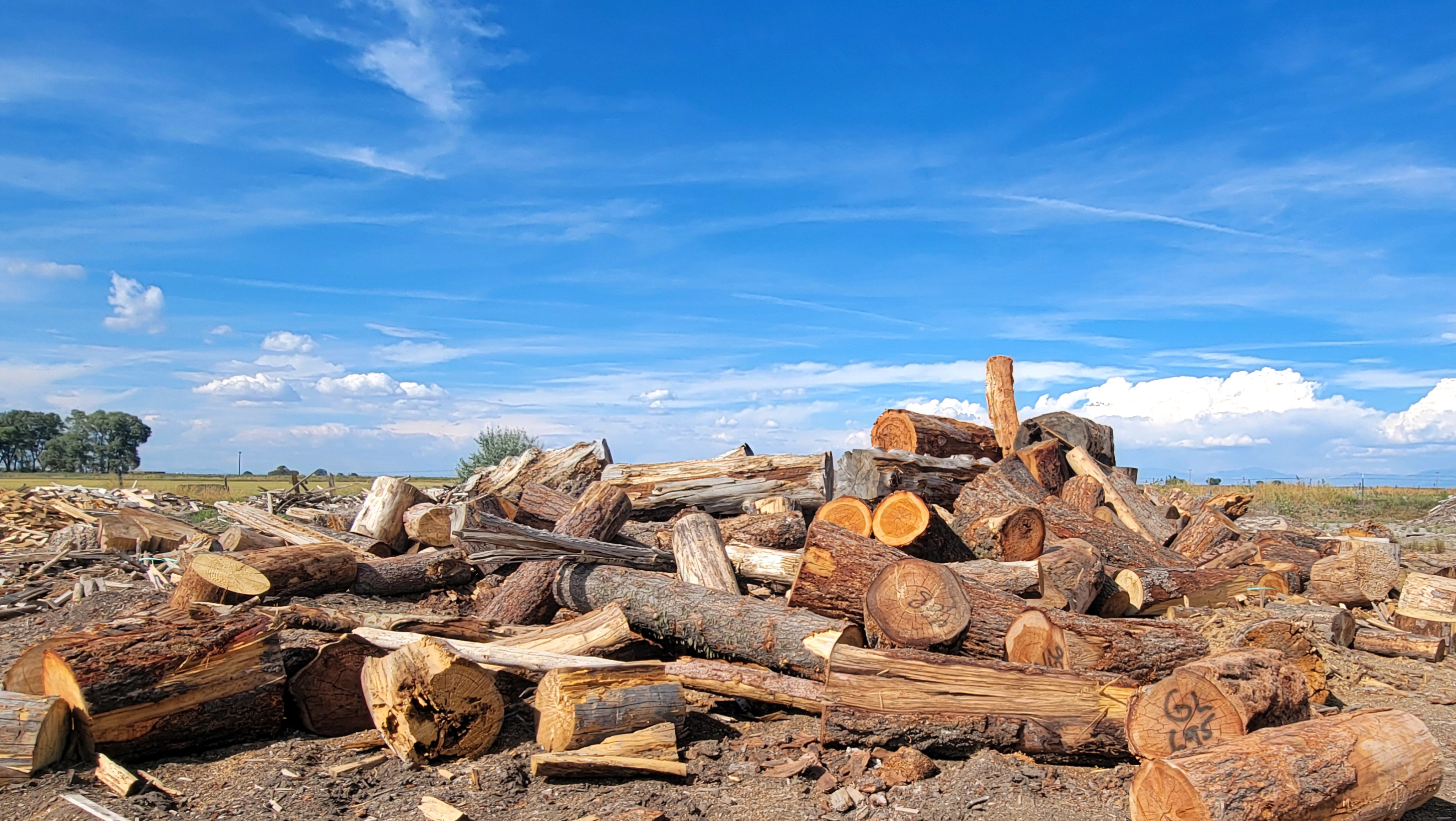 pile of aspen firewood, blocked and split